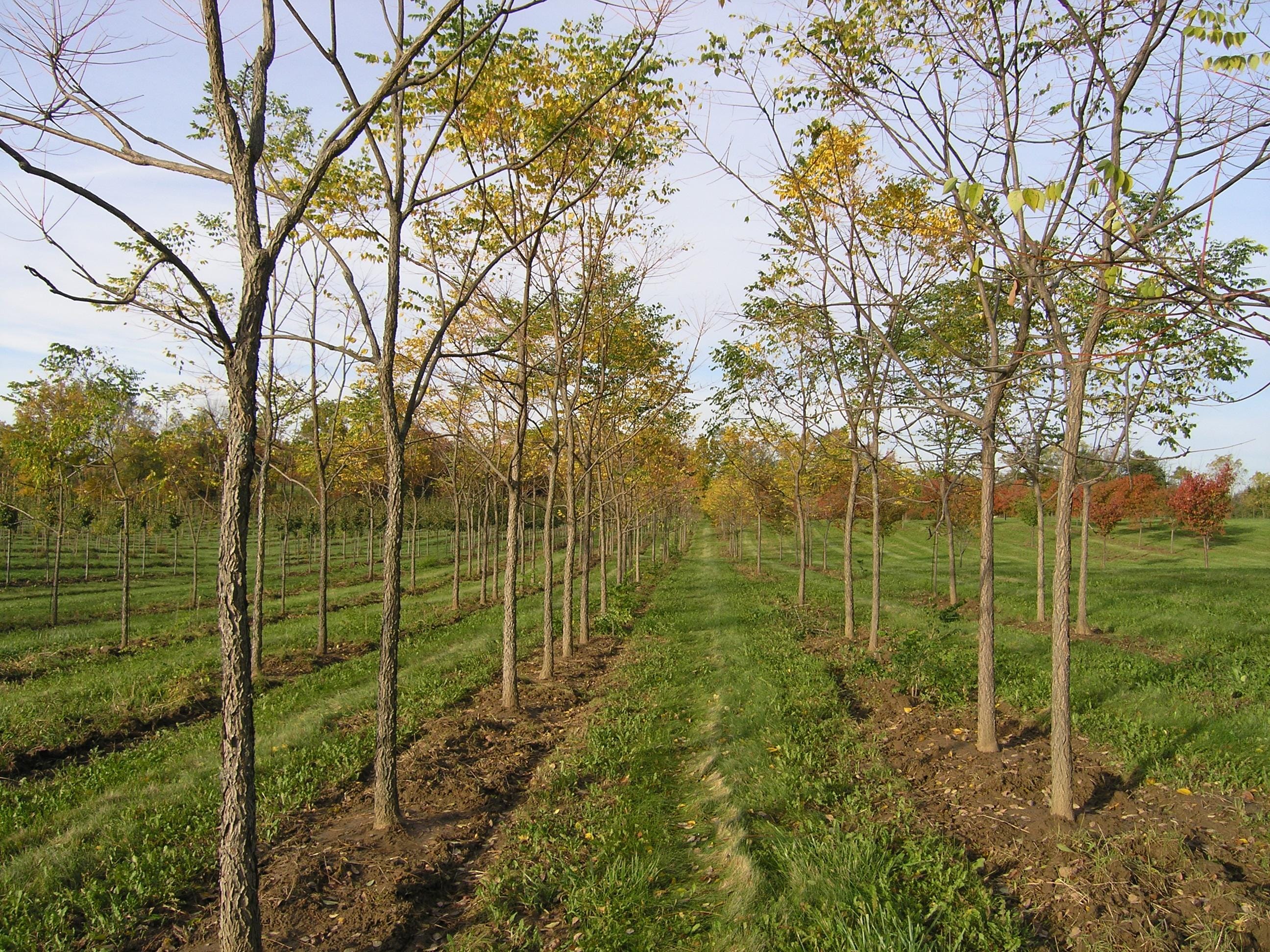 Gymnocladus dioicus